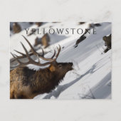 Grazende Wapitiherten, Winter, Yellowstone NP Briefkaart (Voorkant)