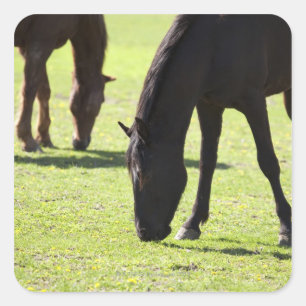 Grazing 2 van paarden vierkante sticker
