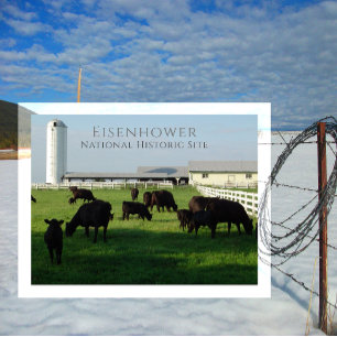 Grazing Angus Cattle, Eisenhower Boerderij, Gettys Briefkaart