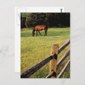 Grazing Bay Briefkaart (Voorkant / Achterkant)