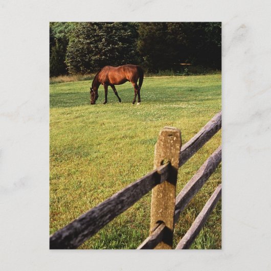 Grazing Bay Briefkaart (Voorkant)