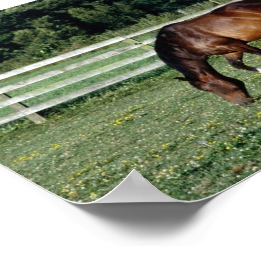 Grazing Bay met witte sockets Poster (Hoek)