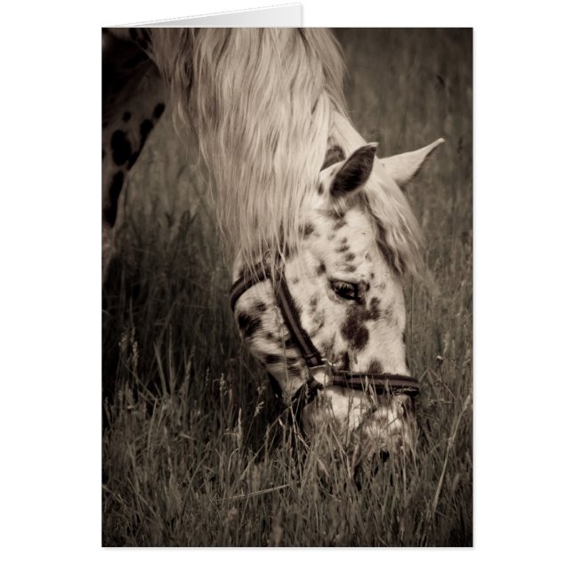 Grazing Beauty (Voorkant)