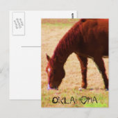 Grazing Briefkaart (Voorkant / Achterkant)