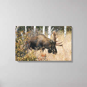 Grazing Bull Moose Canvas Afdruk