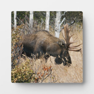 Grazing Bull Moose Fotoplaat