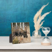 Grazing Bull Moose Fotoplaat (Insitu)