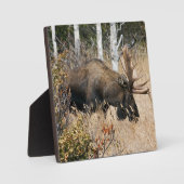 Grazing Bull Moose Fotoplaat (Voorkant)