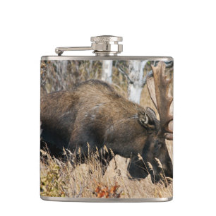 Grazing Bull Moose Heupfles