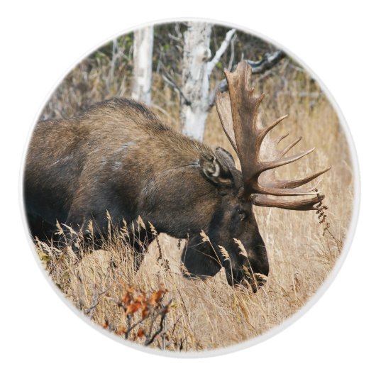 Grazing Bull Moose Keramische Knop (Voorkant)