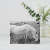 Grazing Dapped Gray Briefkaart (Staand voorkant)