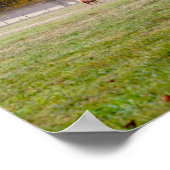 Grazing Elk Koppel Poster (Hoek)
