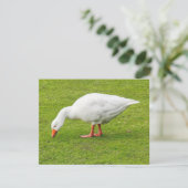 Grazing Emden Goose Kaart (Staand voorkant)