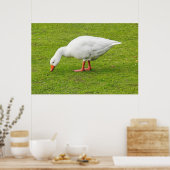 Grazing Emden Goose Poster (Keuken)