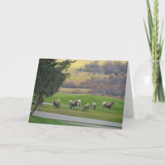 Grazing in Autumn Greeting Card Kaart