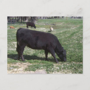 Grazing in mei briefkaart