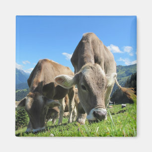 Grazing Koe Magnet Magneet