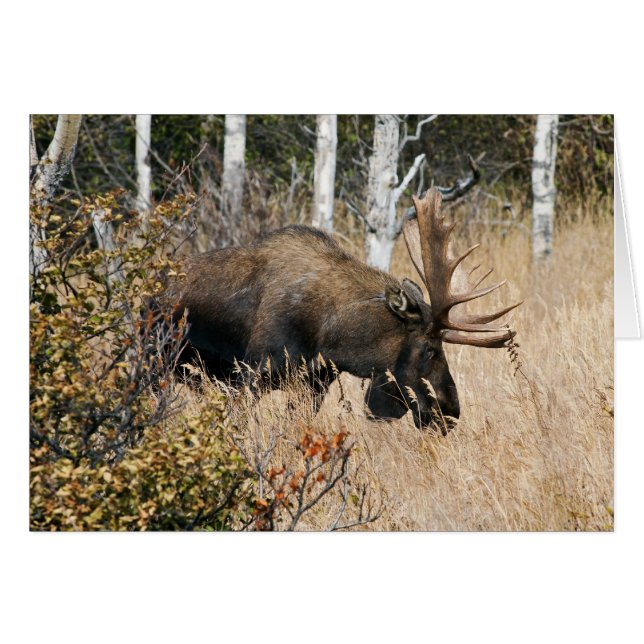 Grazing Moose (Voorkant Horizontaal)