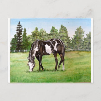 Grazing op het veld van zwart/wit verf paard/pony briefkaart