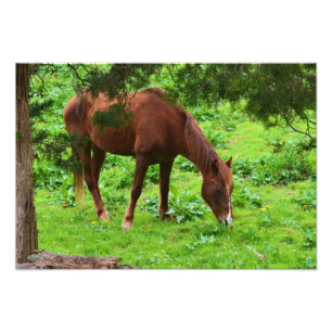 Grazing Paardenfoto's afdrukken Foto Afdruk