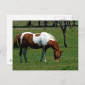 Grazing Pinto Briefkaart (Voorkant / Achterkant)