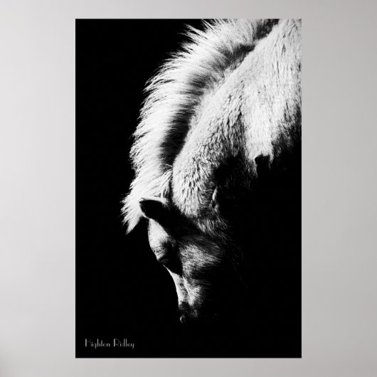 Grazing Pony, fijne kunstfoto Poster (Voorkant)