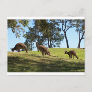 Grazing Roos Briefkaart