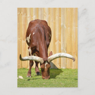 Grazing van Ankole-Watusi Briefkaart