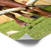 Grazing van Ankole-Watusi Poster (Hoek)