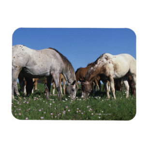 Grazing van Appaloosa-paarden Magneet