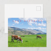 Grazing van koe van het meer briefkaart (Voorkant / Achterkant)