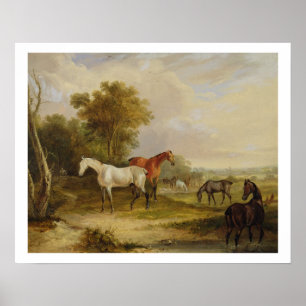 Grazing van paarden: Een grijze Stallion met Mares Poster