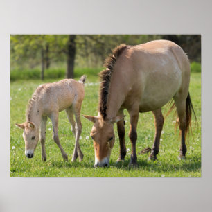 Grazing van paarden en dieren van Przewalski Poster