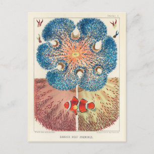  Great Barrier Reef Anemones Carol Fish Briefkaart
