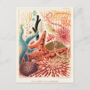  Great Barrier Reef Australia Echinoderms Briefkaart