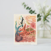 Great Barrier Reef Australia Echinoderms Briefkaart (Staand voorkant)