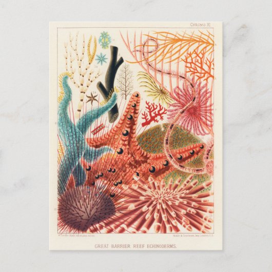 Great Barrier Reef Australia Echinoderms Briefkaart (Voorkant)