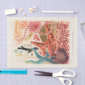 Great Barrier Reef Australia Echinoderms Tissuepapier (Craft)