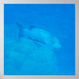 Great Barrier Reef Bohar Snapper Fish Poster