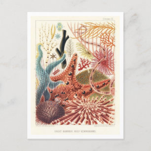 Great Barrier Reef Echinodermen  Briefkaart