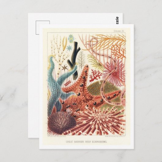 Great Barrier Reef Echinodermen  Briefkaart (Voorkant / Achterkant)