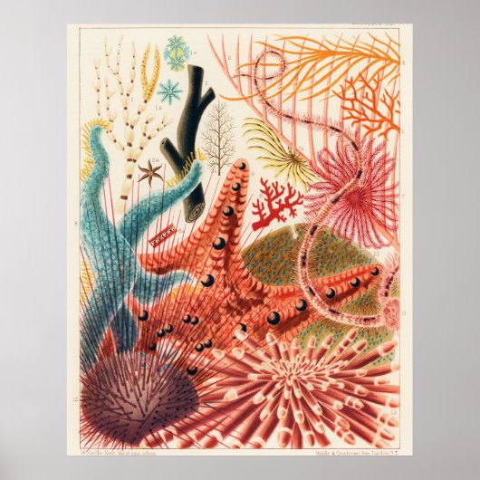 Great Barrier Reef Echinoderms, Poster (Voorkant)