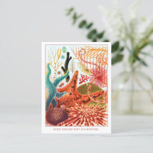 Great Barrier Reef Echinoderms VINTAGE Briefkaart