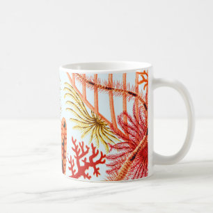 Great Barrier Reef Echinoderms VINTAGE Koffiemok