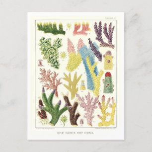 Great Barrier Reef Koralen Briefkaart