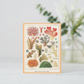 Great Barrier Reef Koralen Briefkaart (Staand voorkant)