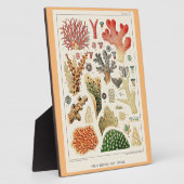 Great Barrier Reef Koralen Fotoplaat (Zijkant)