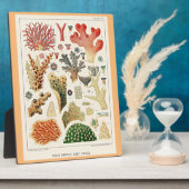 Great Barrier Reef Koralen Fotoplaat (Zijkant)