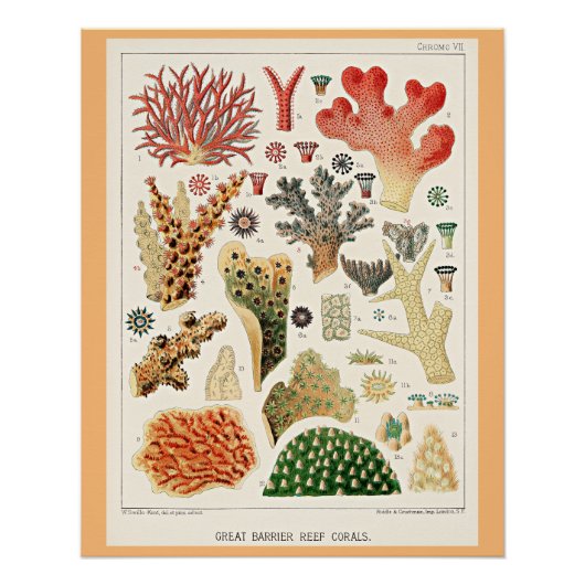 Great Barrier Reef Koralen Perfect Poster (Voorkant)