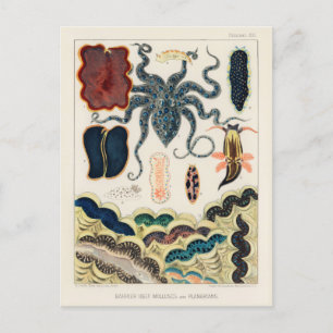  Great Barrier Reef Molluscs en Planari Briefkaart